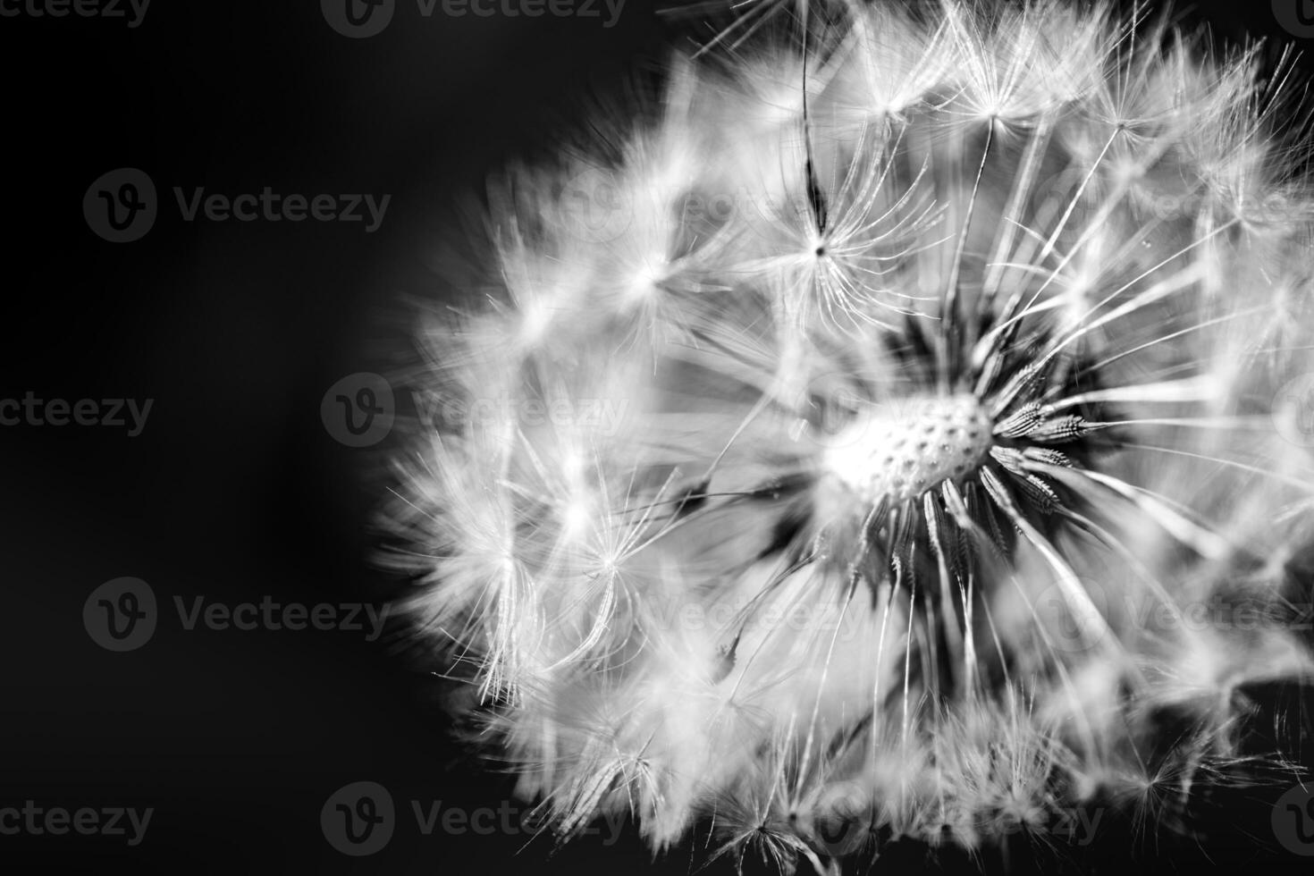 Closeup of white artistic dandelion with blurred dramatic dark background, artistic nature closeup. Spring summer meadow field banner background, soft sunlight. Freedom, inspire, peaceful and idyllic photo