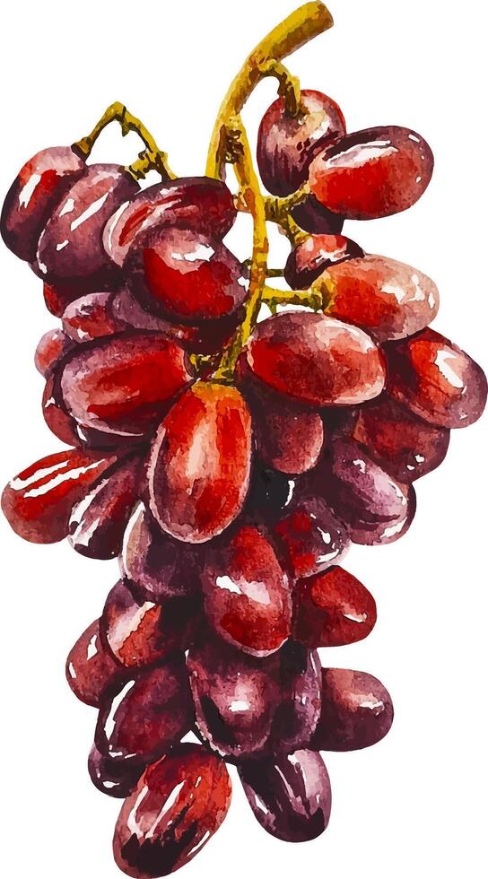 Watercolor bunch of red grapes hand drawn fruits isolated on white vector