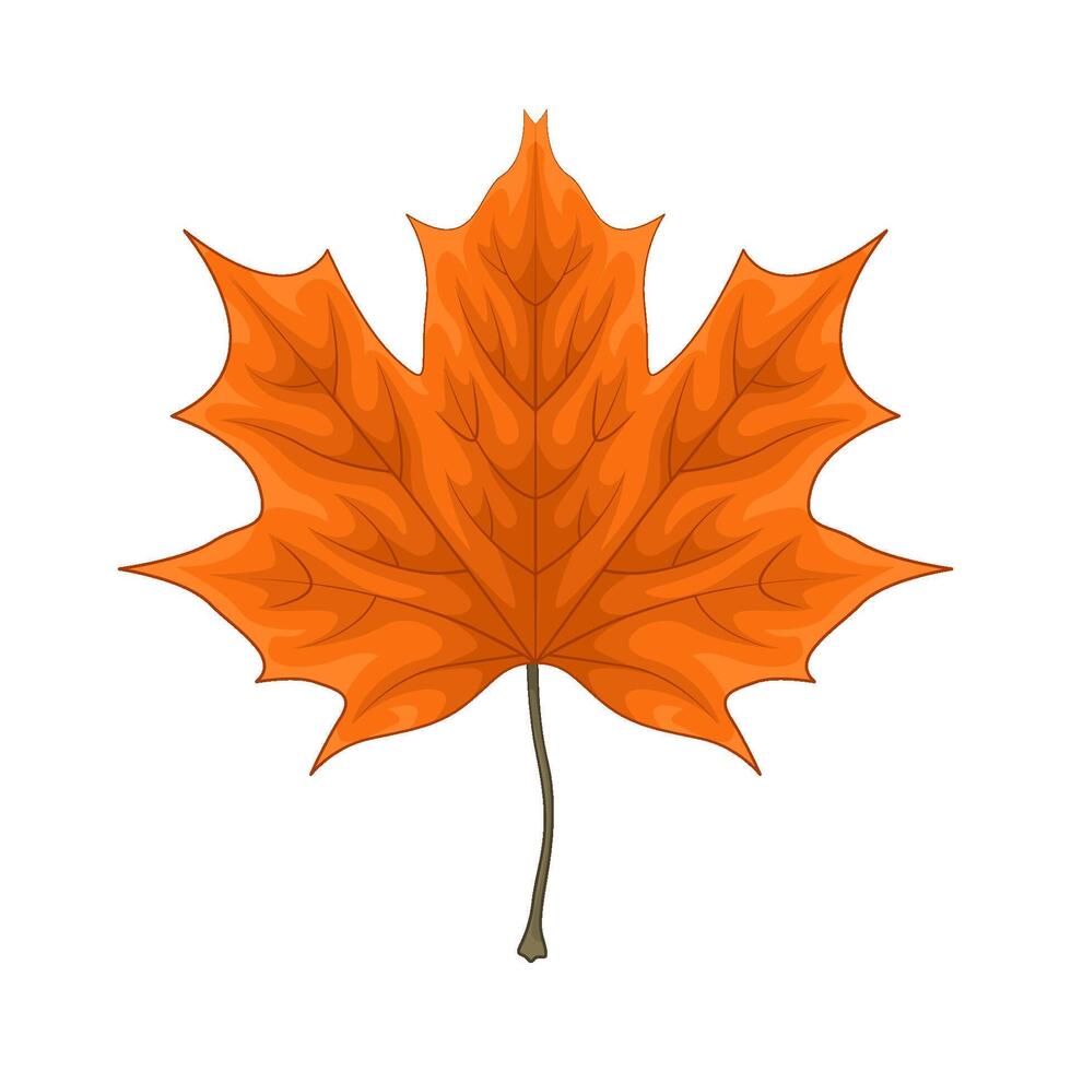 Illustration of maple leaf vector