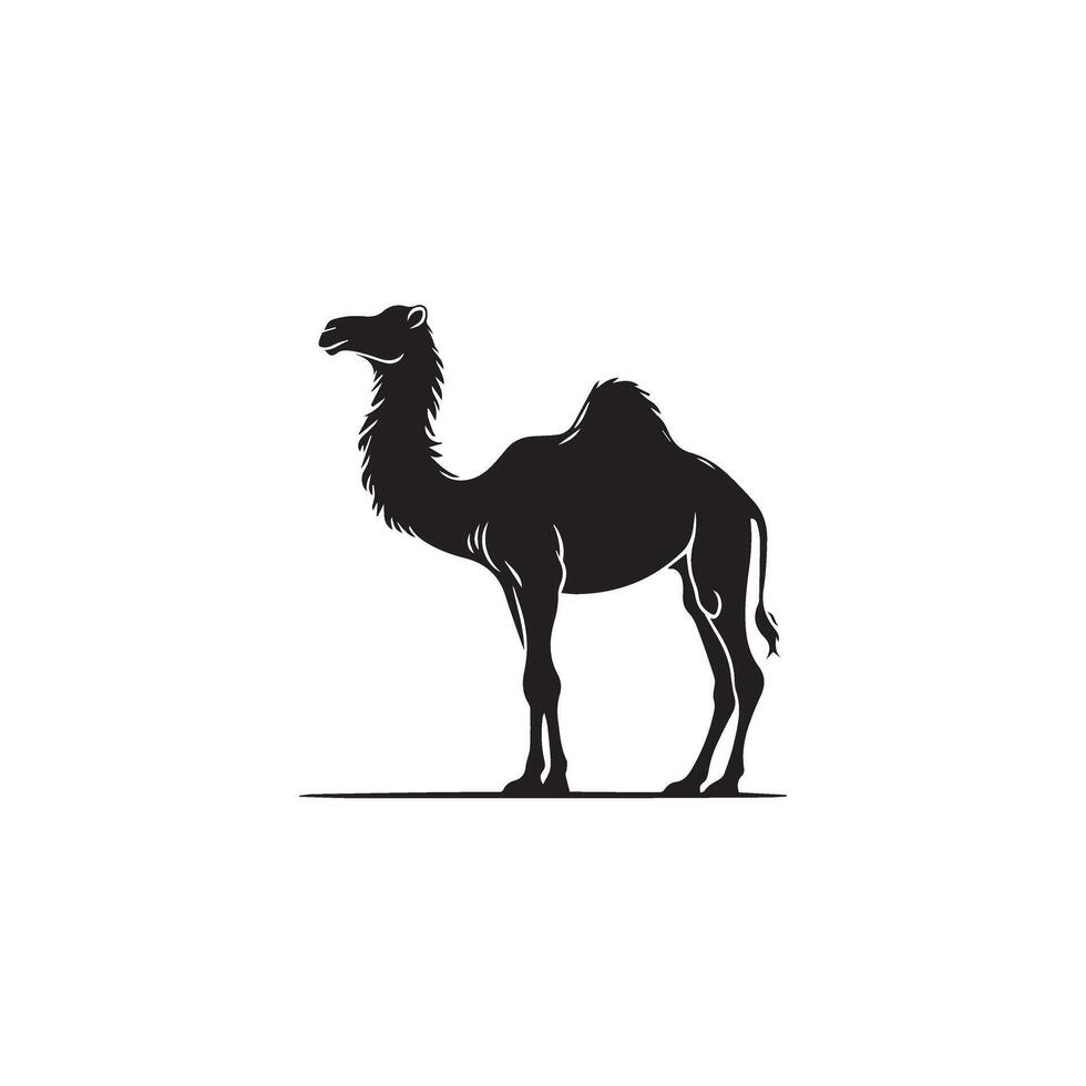 Camel silhouette on white background. Camel illustration, camel logo. vector