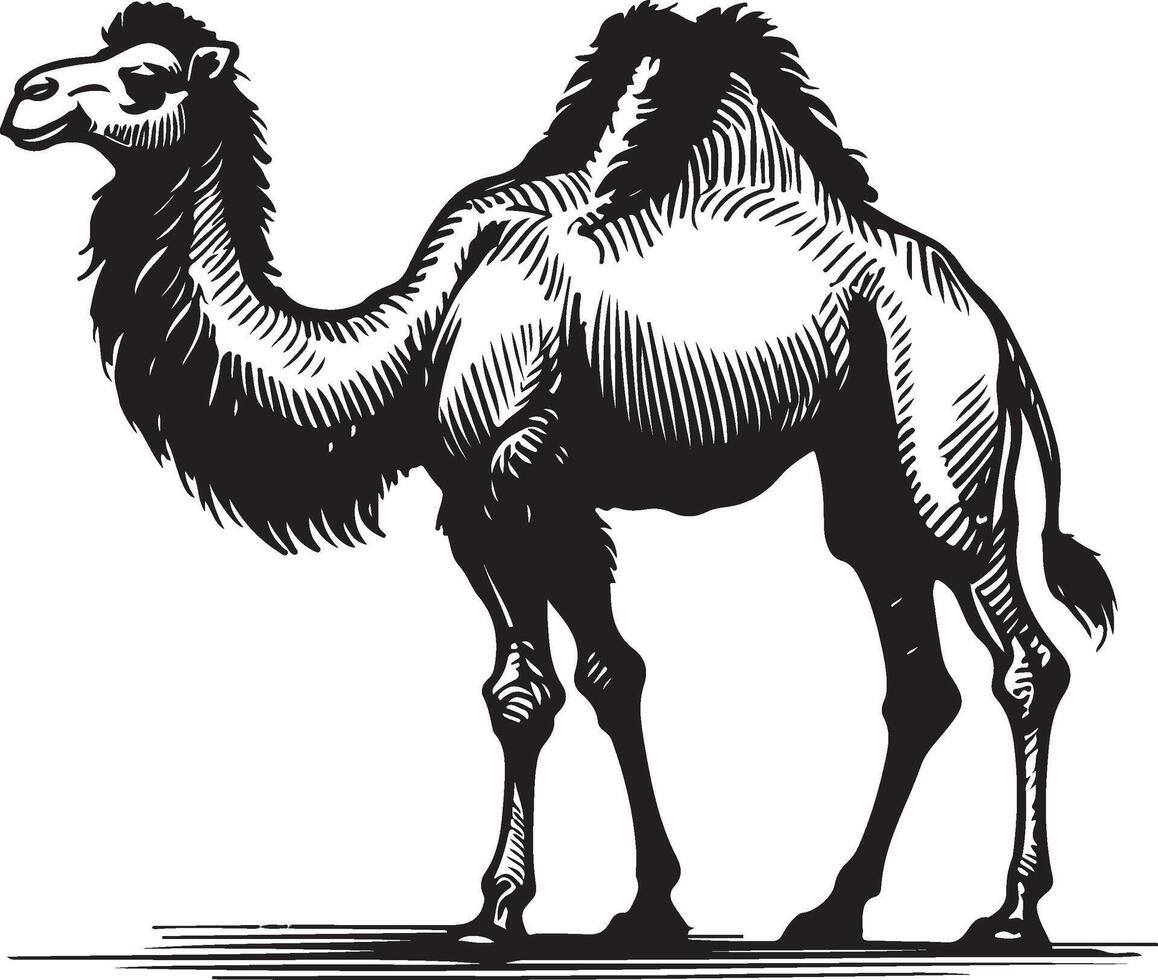 Sketch of walking camel vector