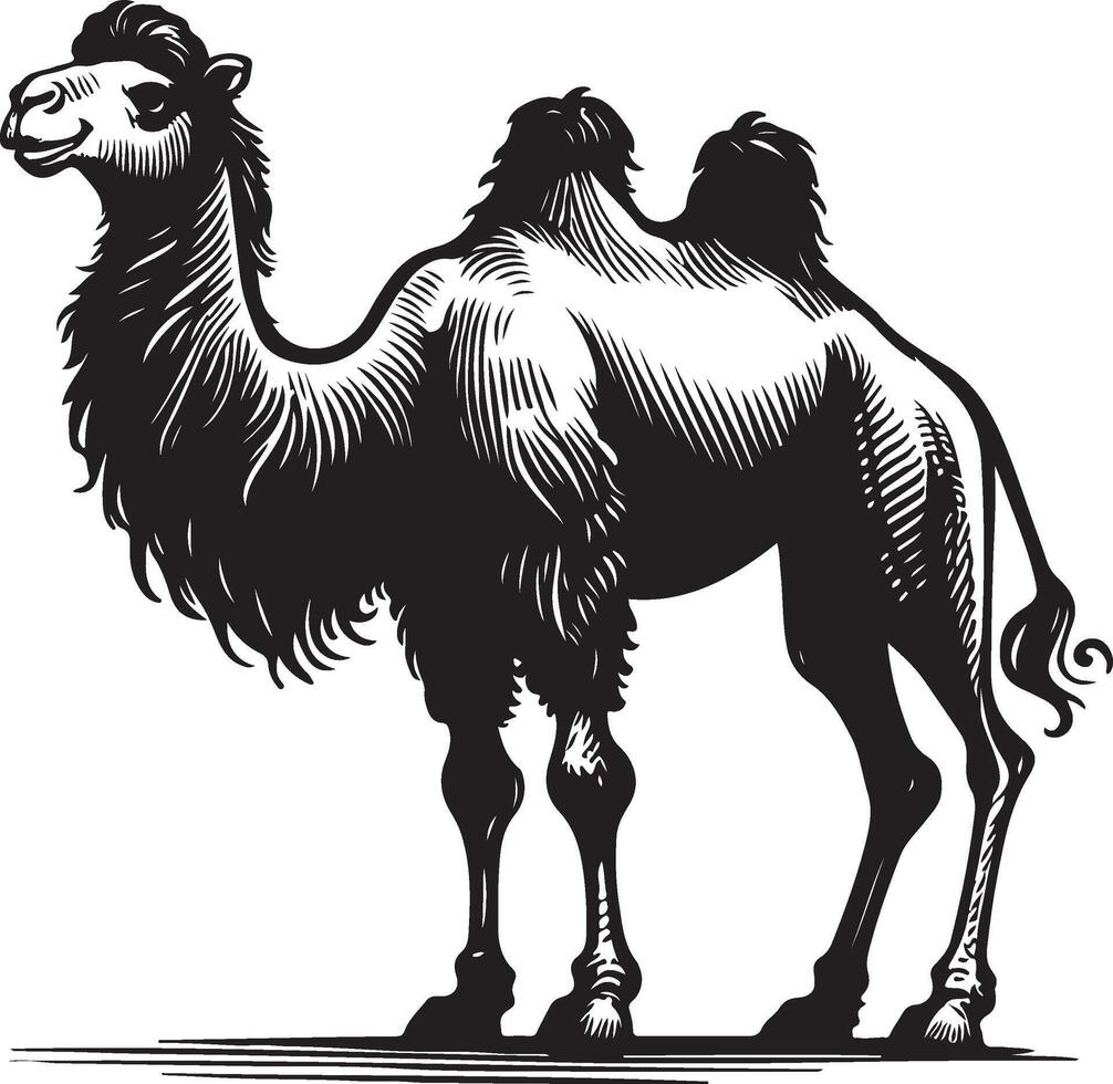 Sketch of walking camel vector