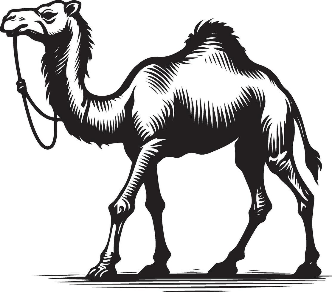 Sketch of walking camel vector