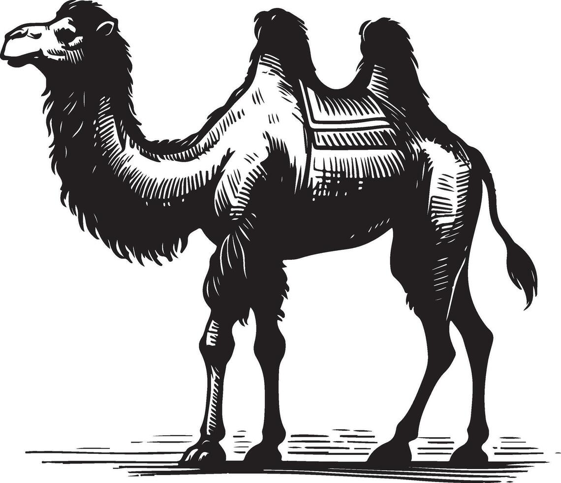 Sketch of walking camel vector