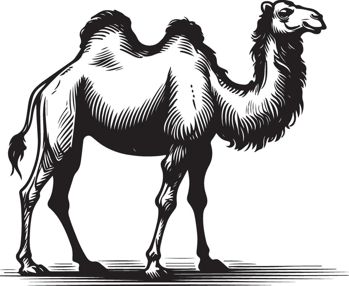 Sketch of walking camel vector