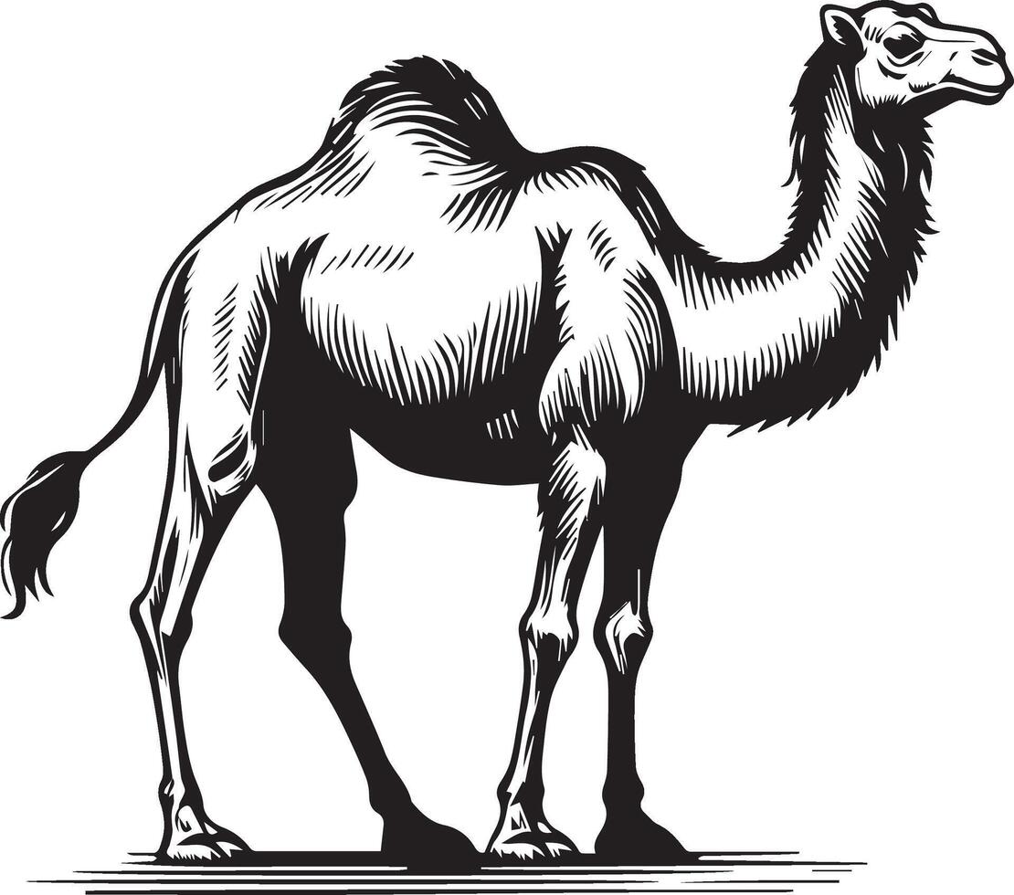 Sketch of walking camel vector