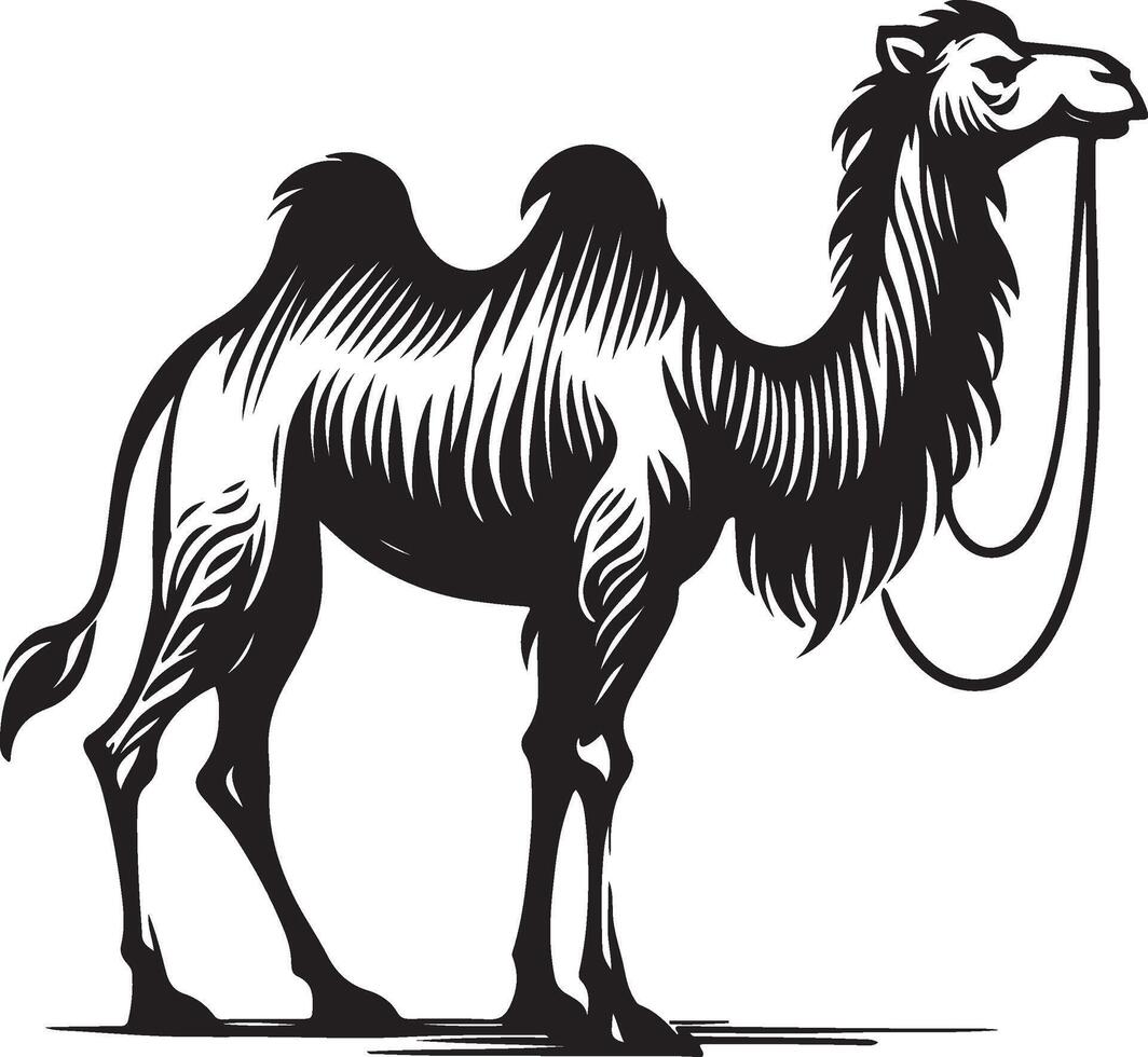 Sketch of walking camel vector