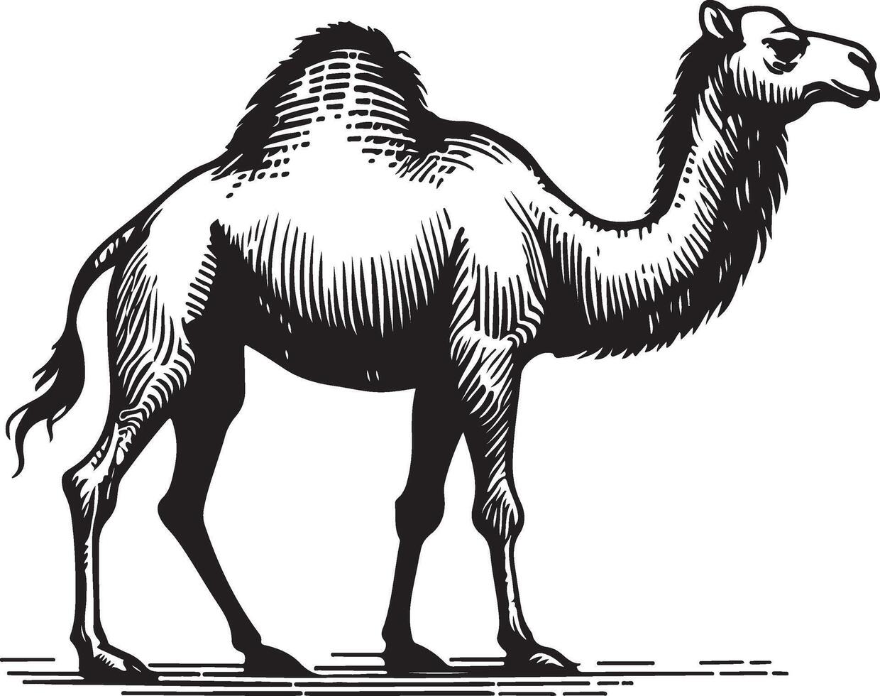 Sketch of walking camel vector