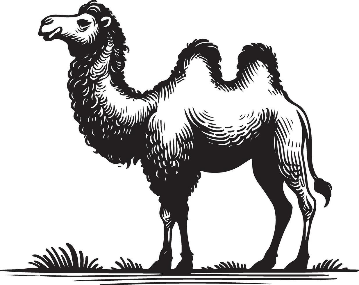 Sketch of walking camel vector