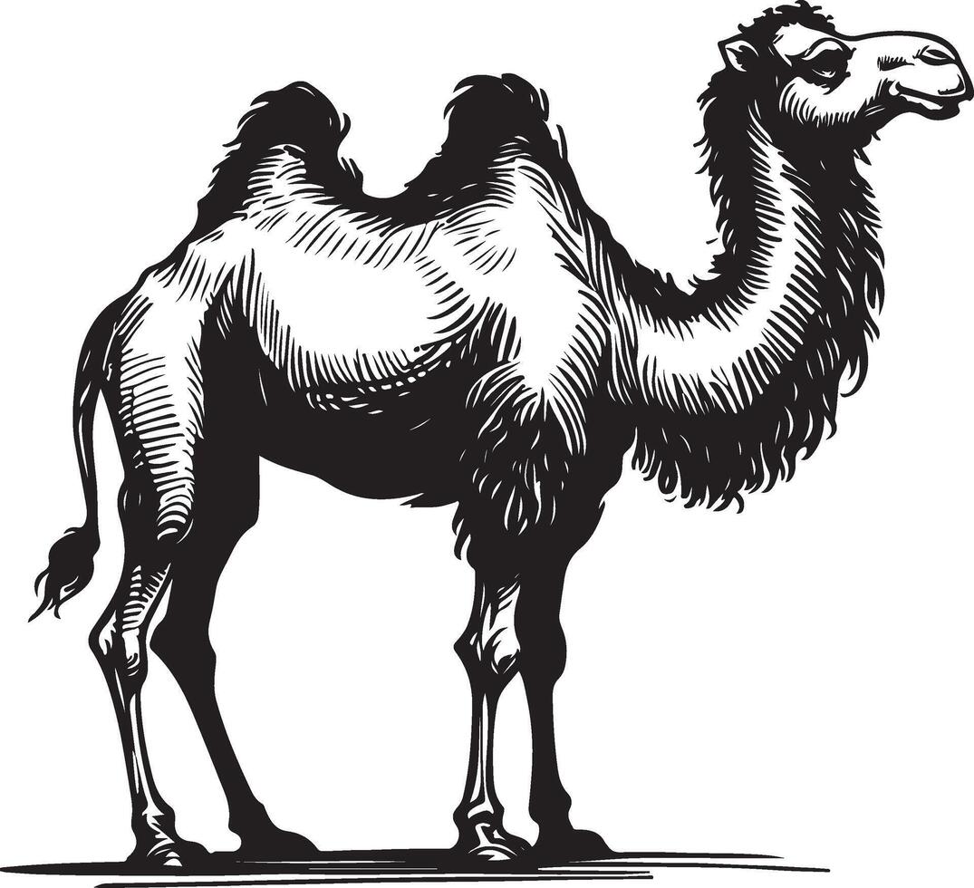 Sketch of walking camel vector