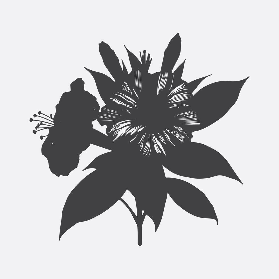 The Mesmerizing Silhouette of the Four O'Clock Flower, Nature's Evening Elegance vector