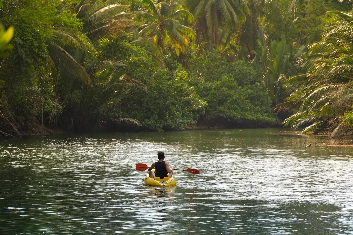 Asian traveller man kayaking on a muddy small river to see the mangrove forest, Thailand. There are many palm trees. mangrove palm, nipa palm. Landscape travel and tourist concept. photo