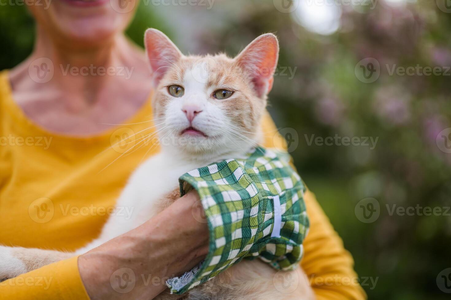 Close up image of cute cat, senior woman her owner is holding her while gardening in yard. photo