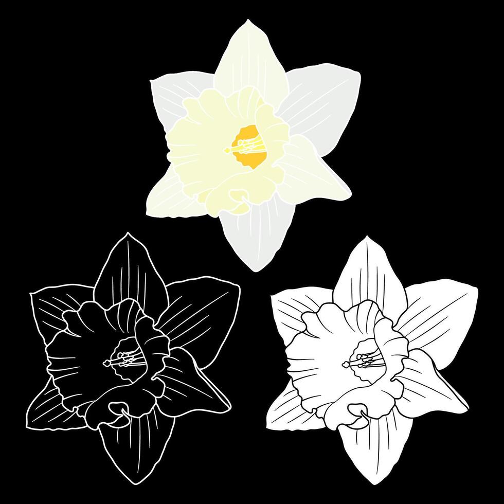 Spring Daffodil or Narcissus Flowers vector