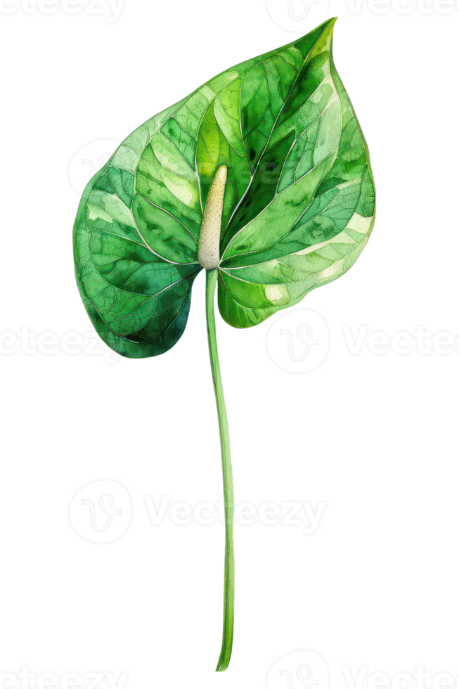 Anthurium Leaf, Watercolor tropical Border, watercolor illustration, png