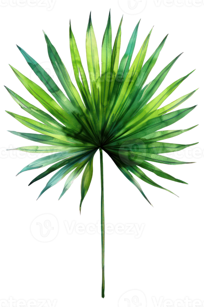 Hyophorbe Palm Leaf, Bottle Palm, Watercolor tropical Border, watercolor illustration, png
