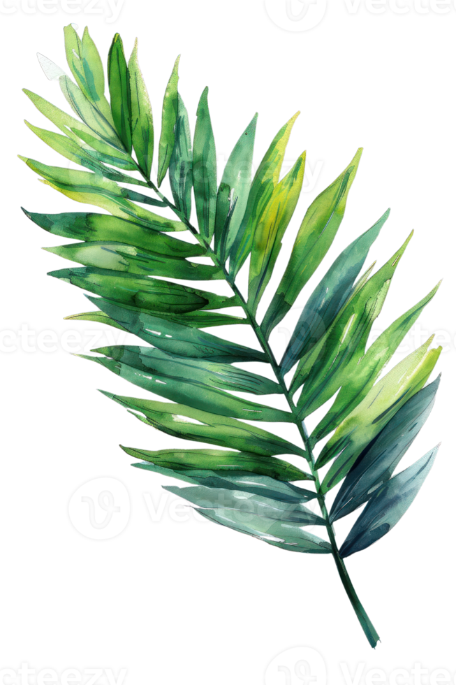 Cycas Leaf, Watercolor tropical Border, watercolor illustration, png