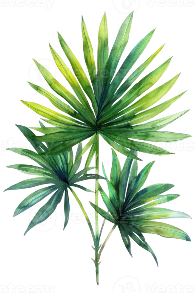 Pritchardia Palm Leaf, Watercolor tropical Border, watercolor illustration, png