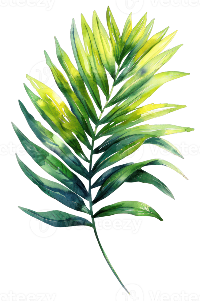 Areca Palm Leaf, Watercolor tropical Border, watercolor illustration, png