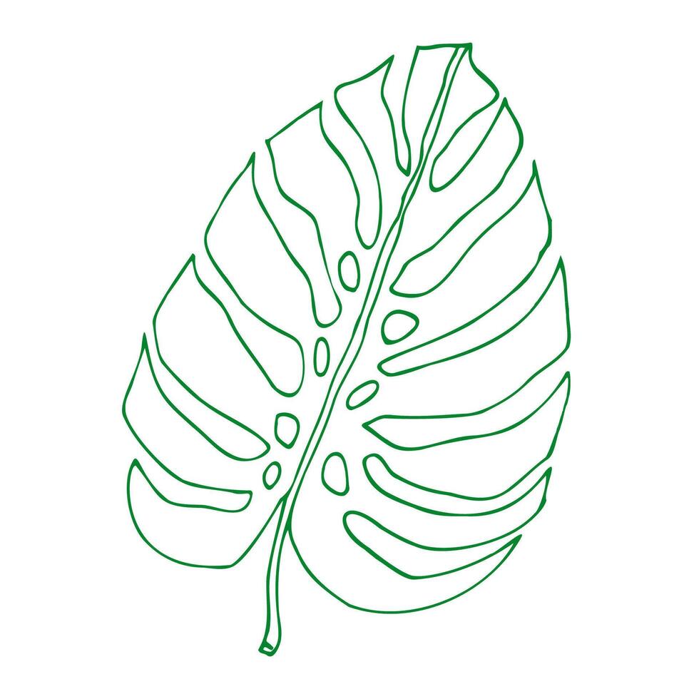 Monstera leaves line art vector