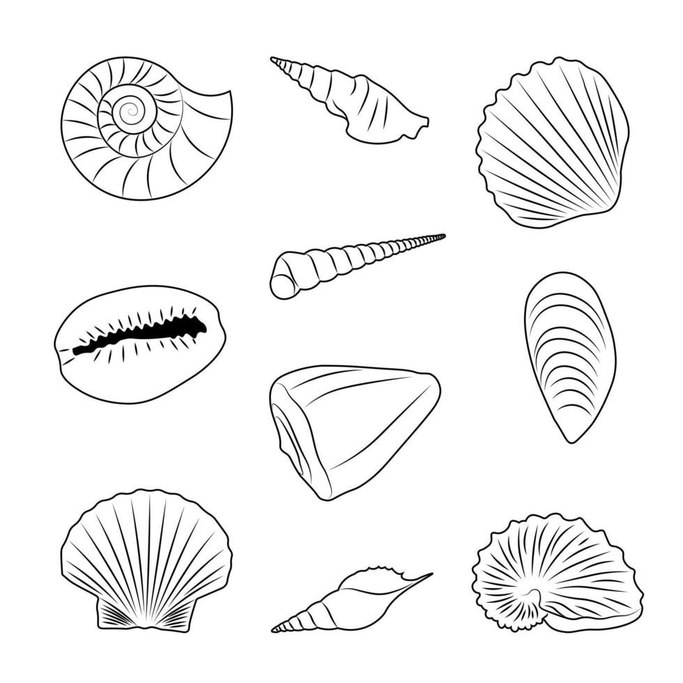 Set of Seashells Outlines vector