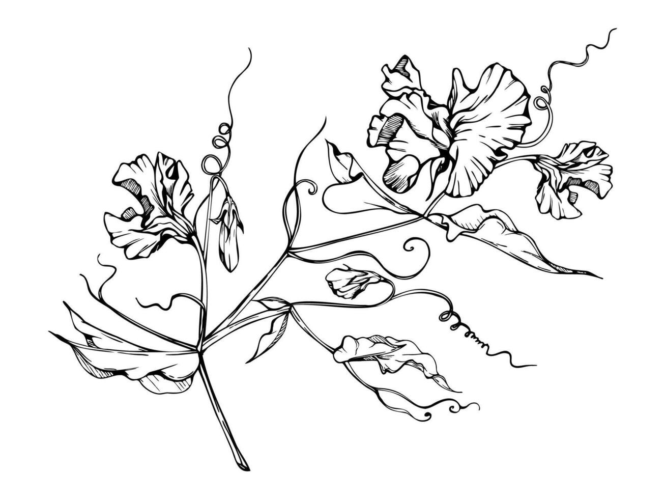 Hand drawn graphic ink illustration botanical flowers leaves. Sweet everlasting pea, vetch bindweed legume. Branch bouquet isolated on white background. Design wedding, love cards, floral shop vector
