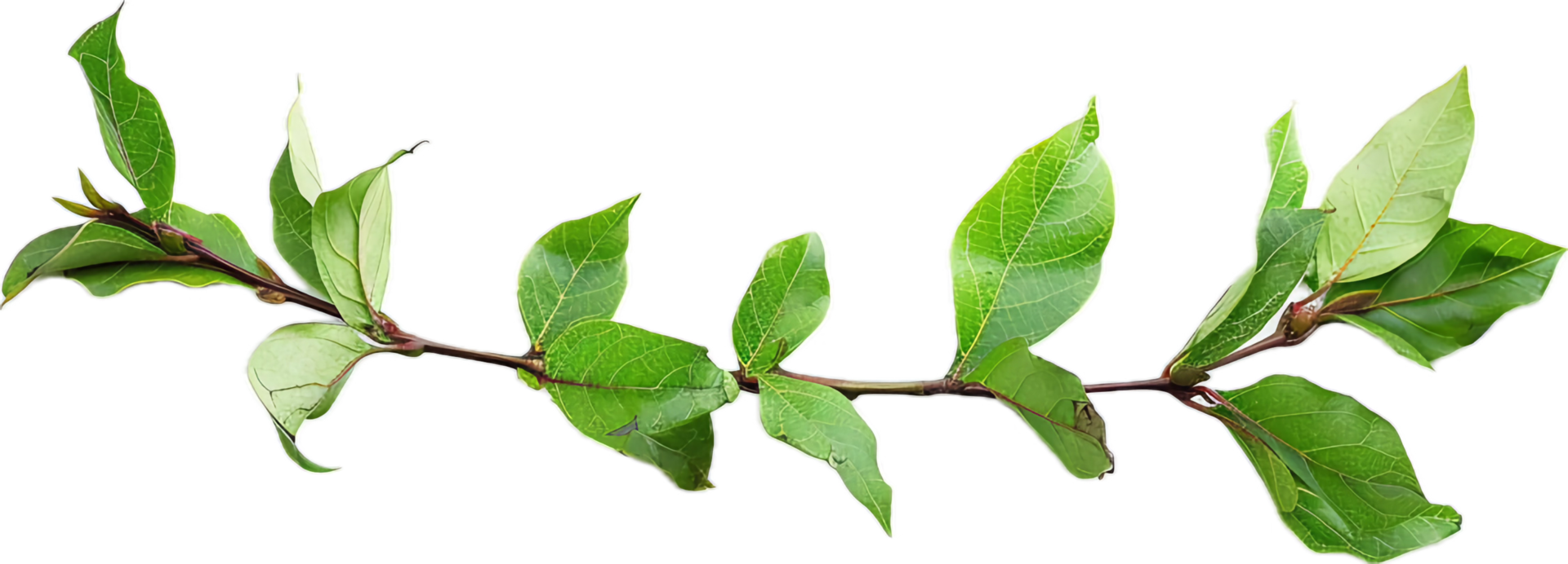 Branch with Glossy Green Leaves. png
