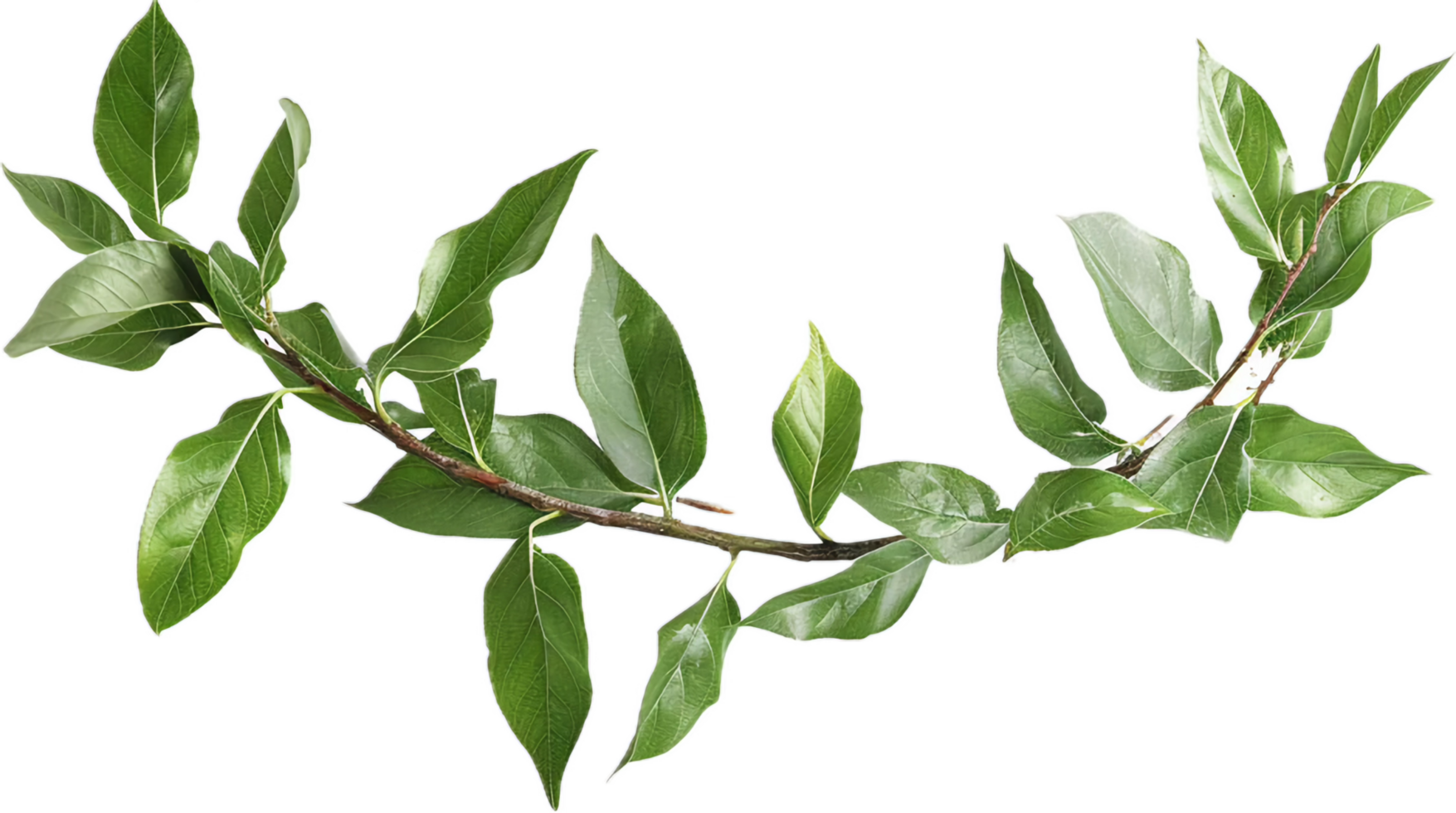 Branch with Glossy Green Leaves. png