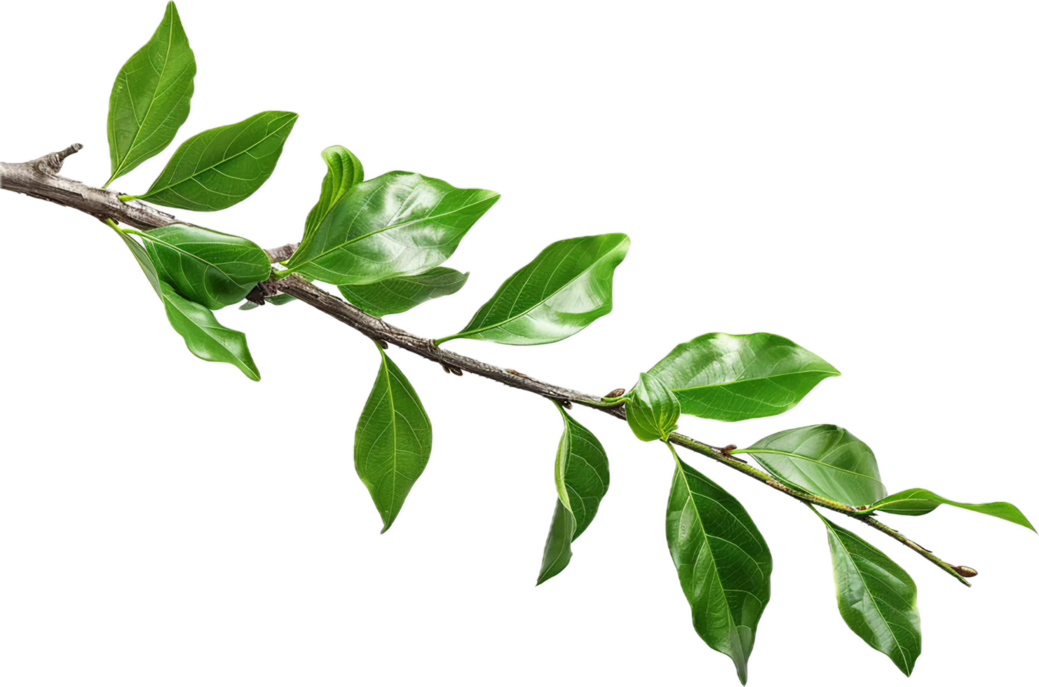 Branch with Glossy Green Leaves. png