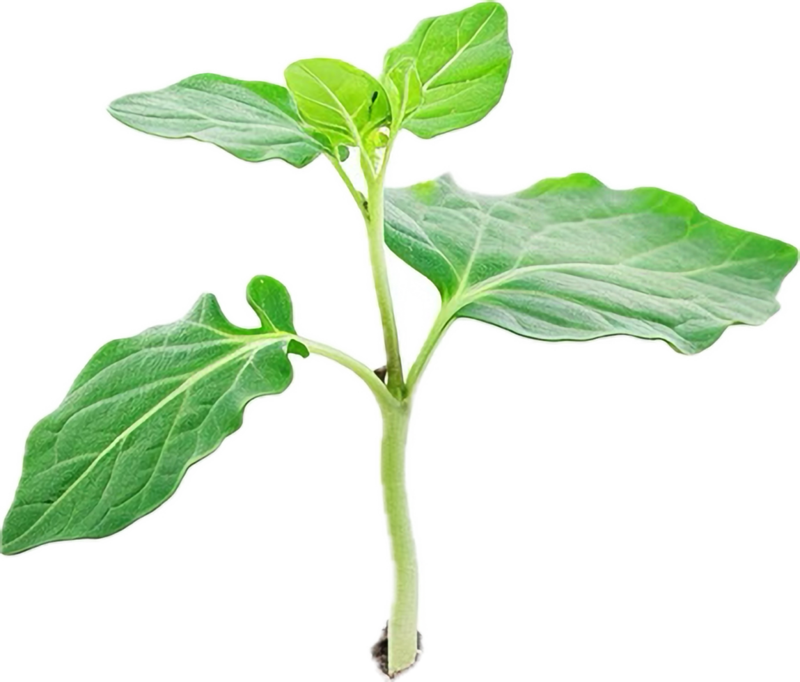 Young Green Plant with Fresh Leaves. png