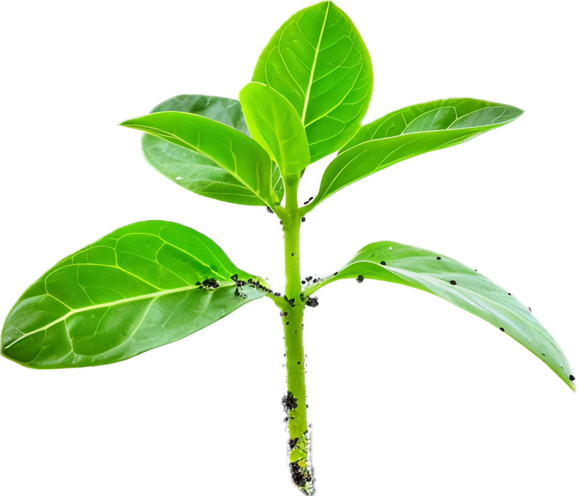 Young Green Plant with Fresh Leaves. png