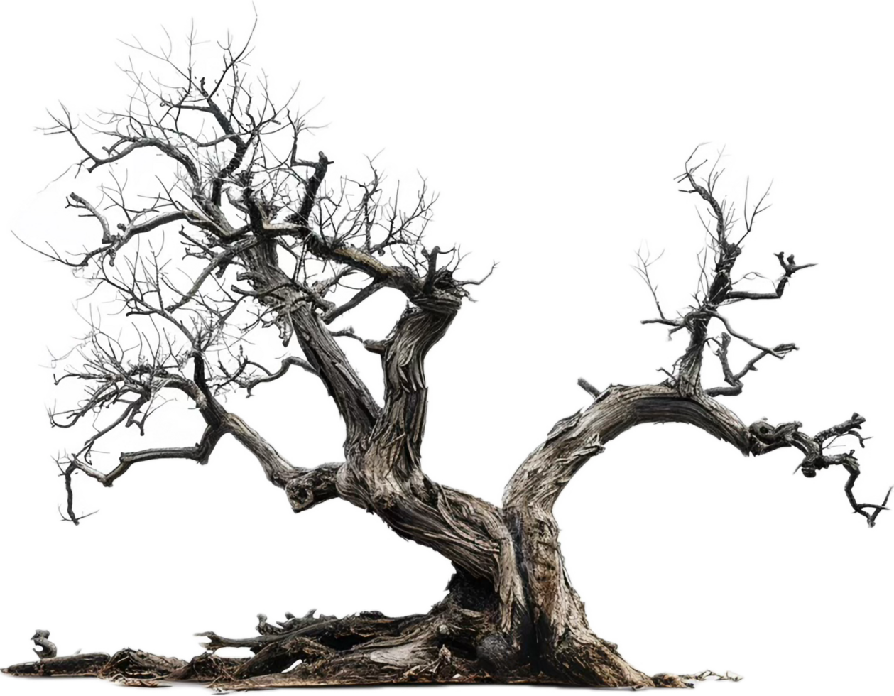 Twisted Dead Tree with Bare Branches. png