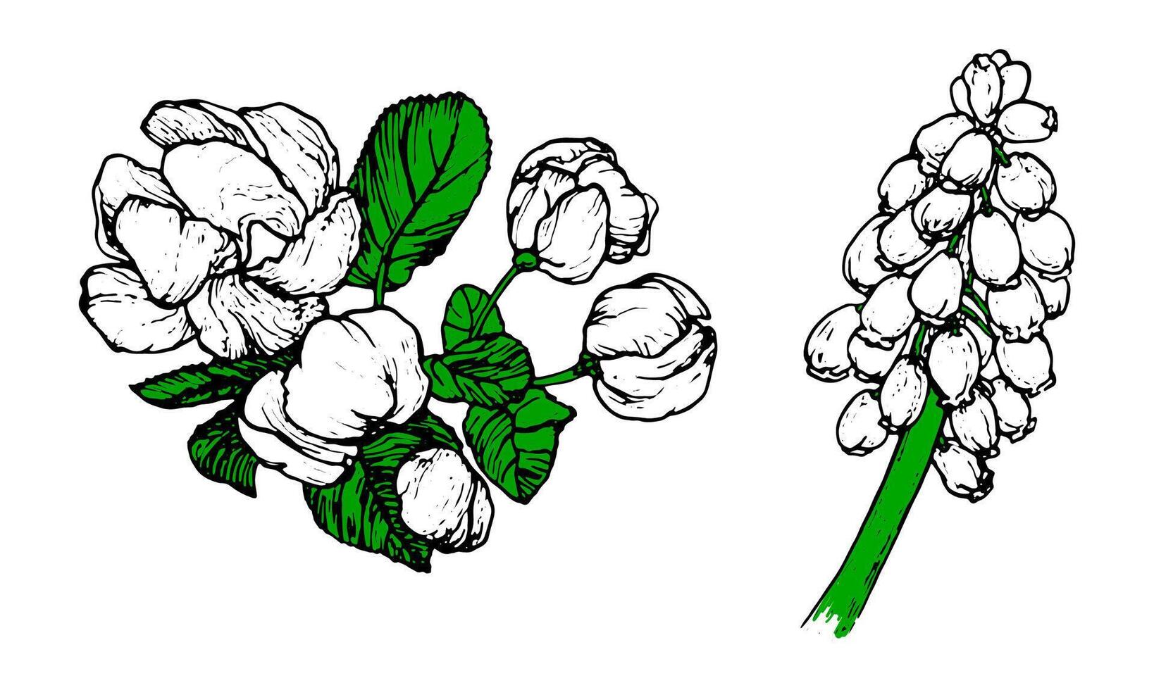 Spring flowers drawing with line-art on white background vector