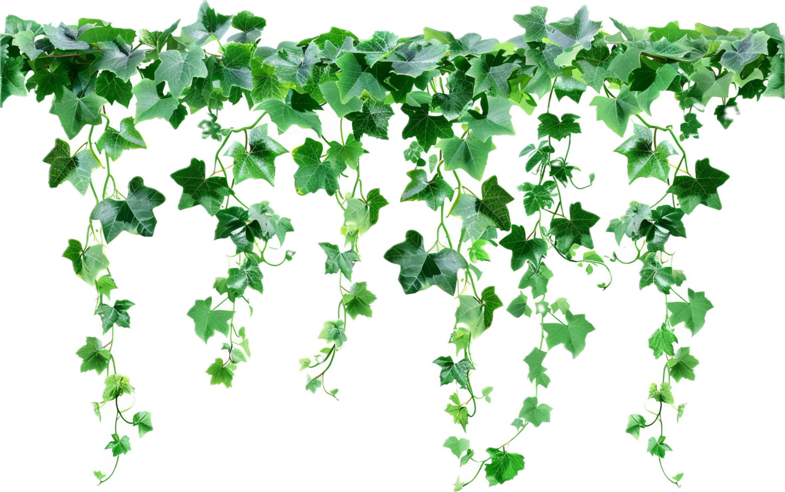 Lush Hanging Ivy Vines. png