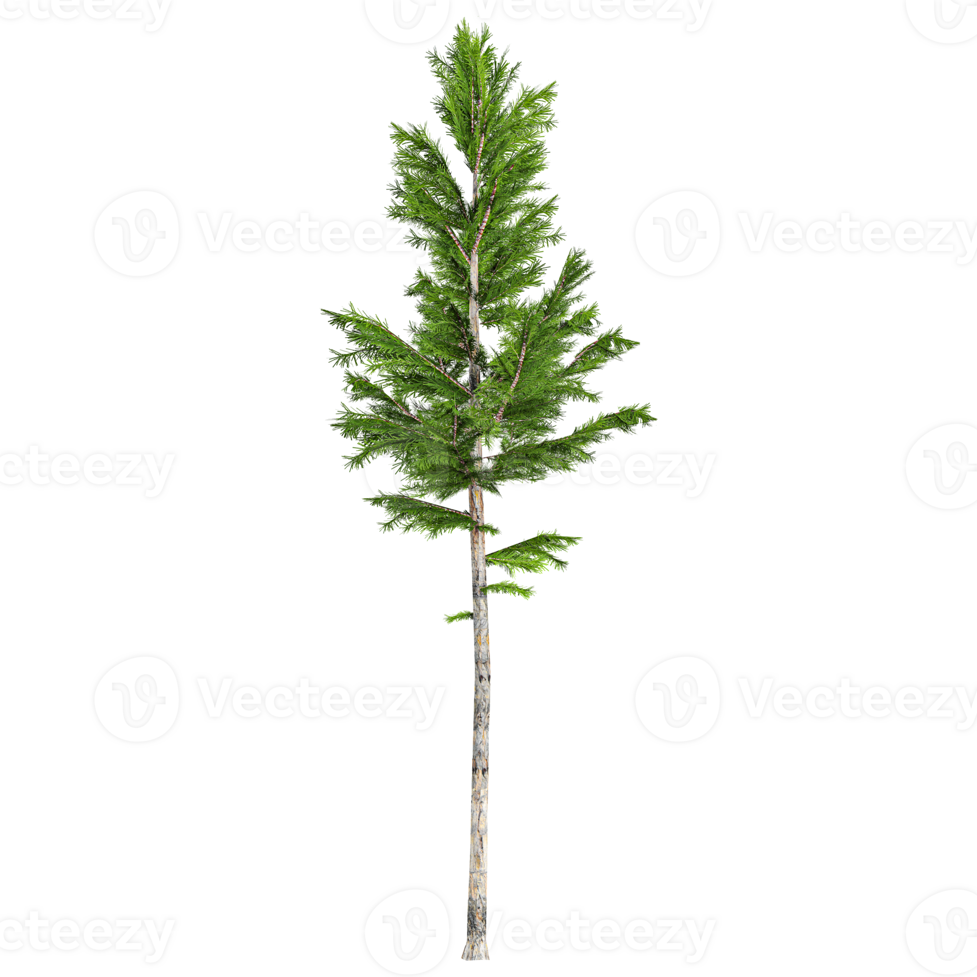 3D rendering of Pinus mugo tree in transparent canvas 45878150 PNG