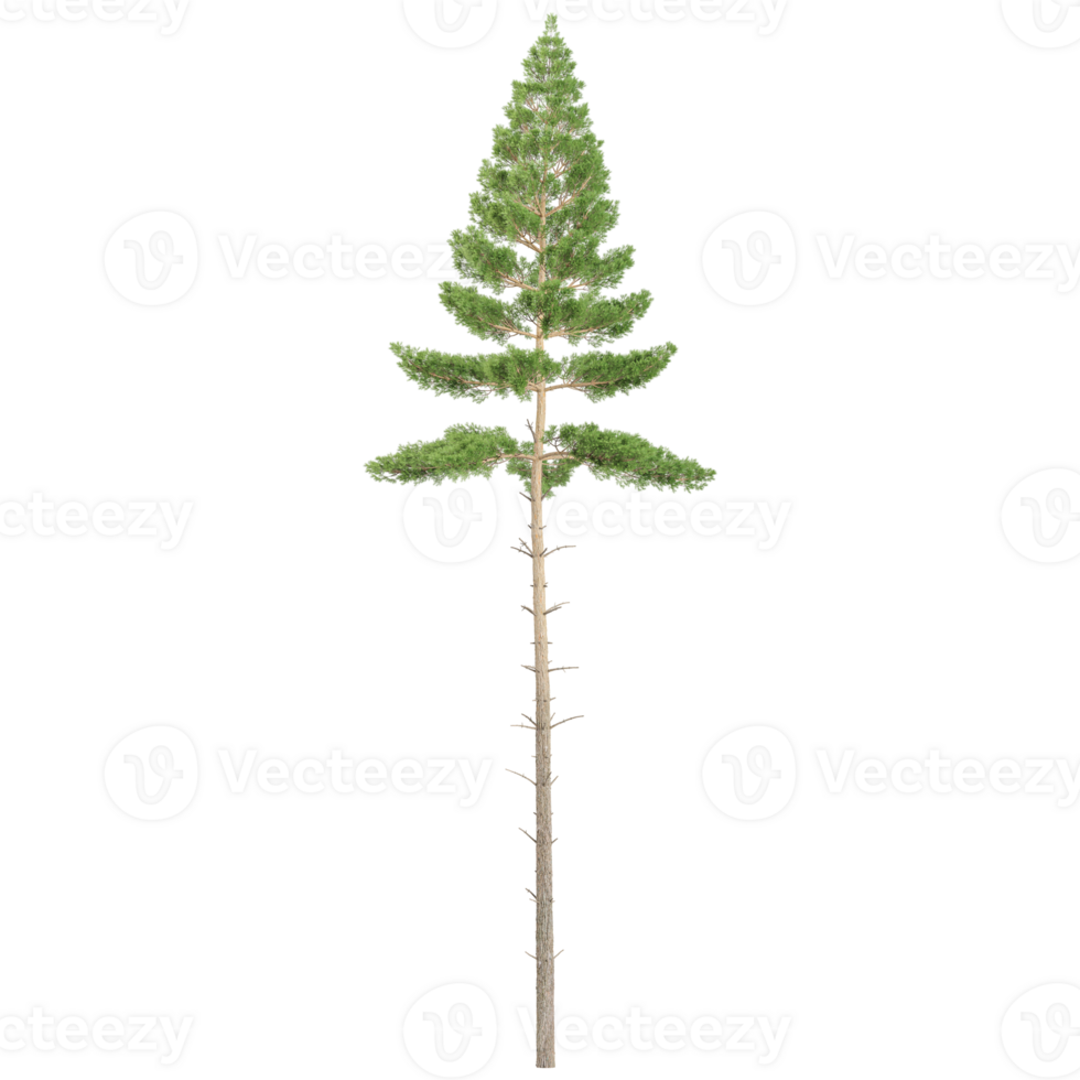 pine tree isolated Canvas png