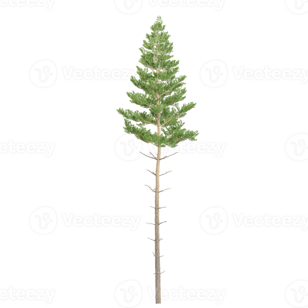 3D rendering of pine tree in transparent canvas png