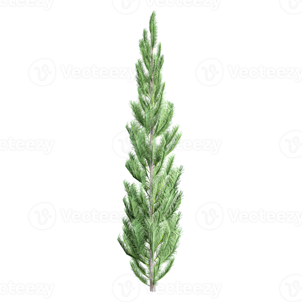 Beautiful Pinus tree isolated on transparent Canvas png
