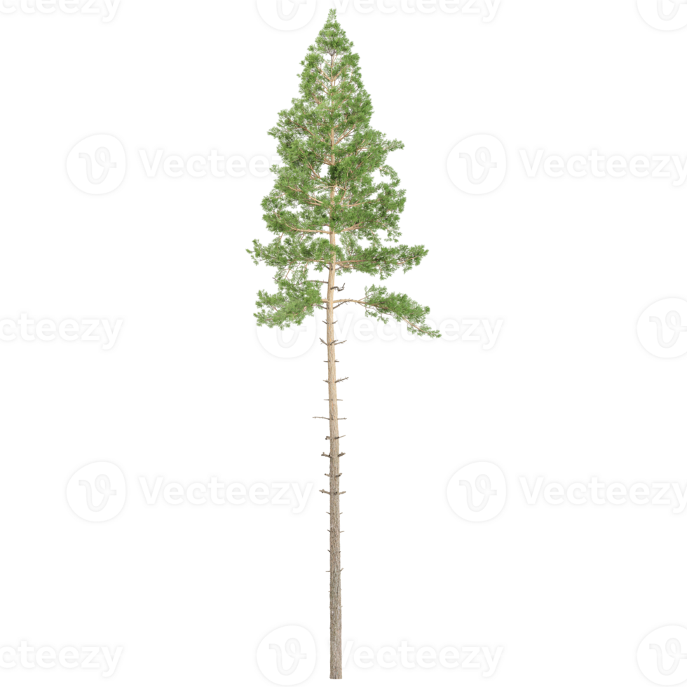 pine Plant on isolated Canvas png