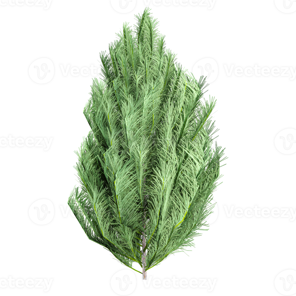 Green beautiful Picea tree isolated on canvas png