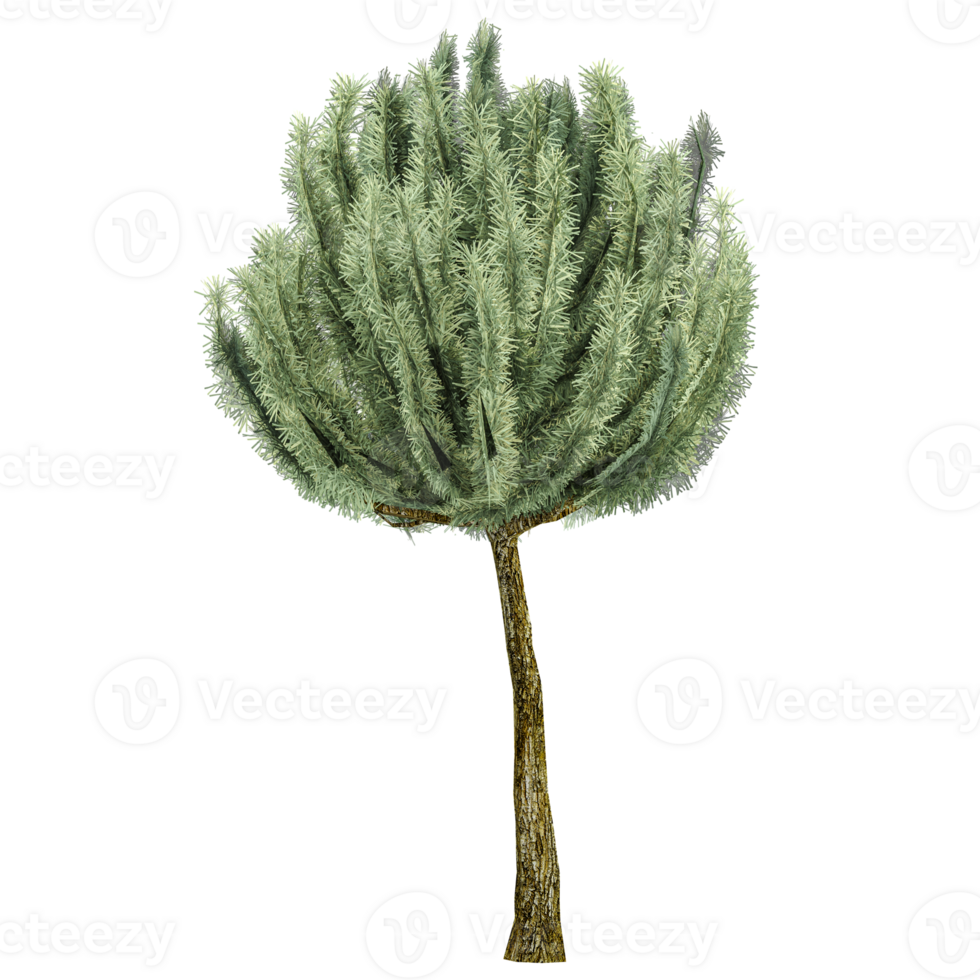 Pinus mugo plant on isolated Canvas png