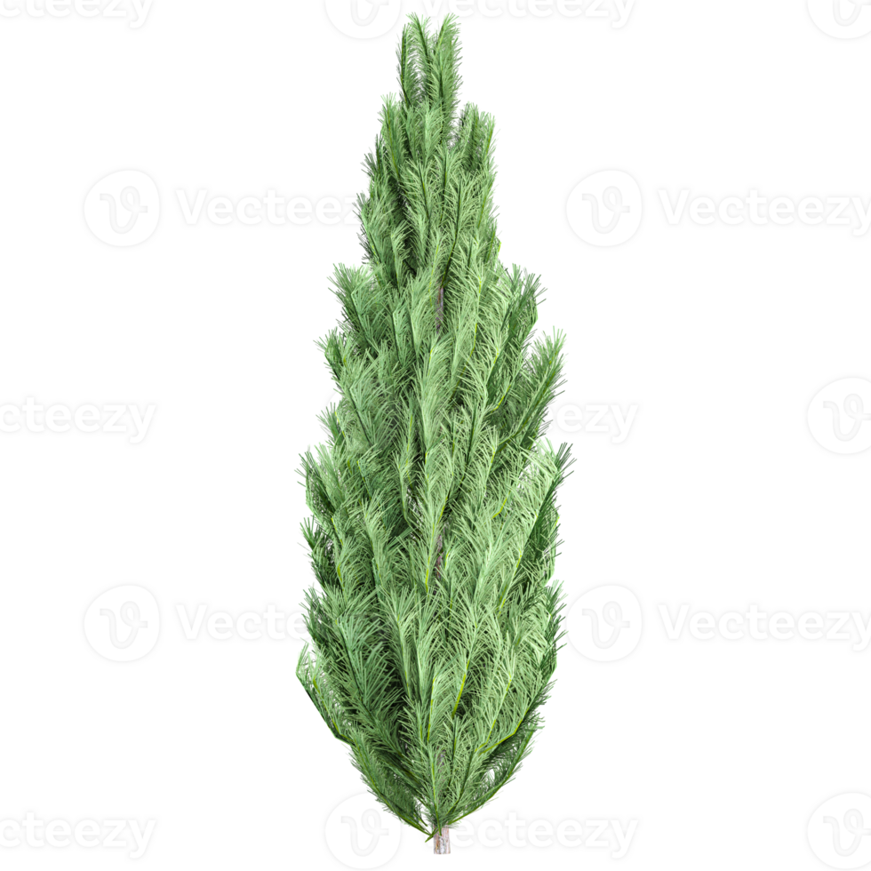 collection of Picea tree with realistic style png