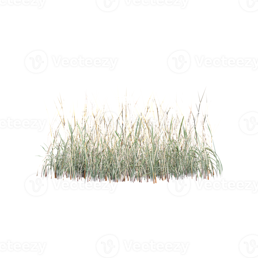 Isolated Green grass on a isolated canvas png