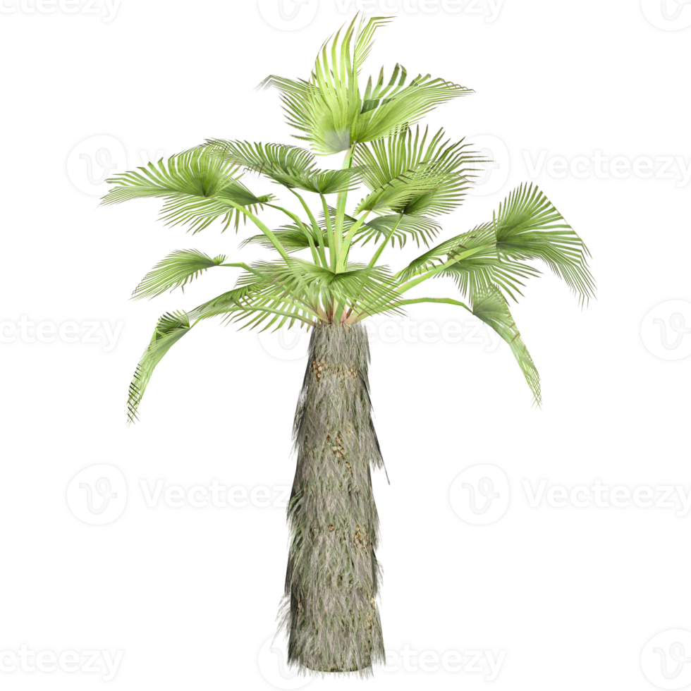 3D rendering of Phoenix dactylifera tree in transparent canvas png