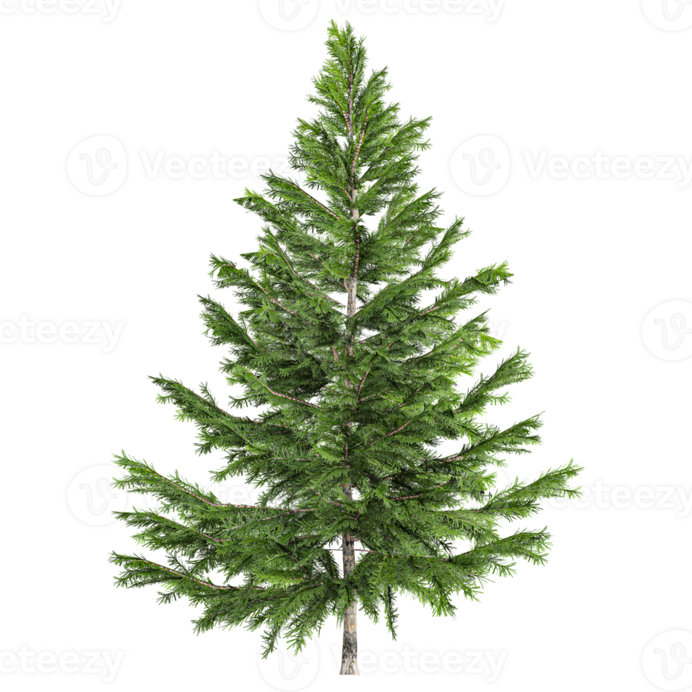 3D rendering of Pinus tree in transparent canvas png