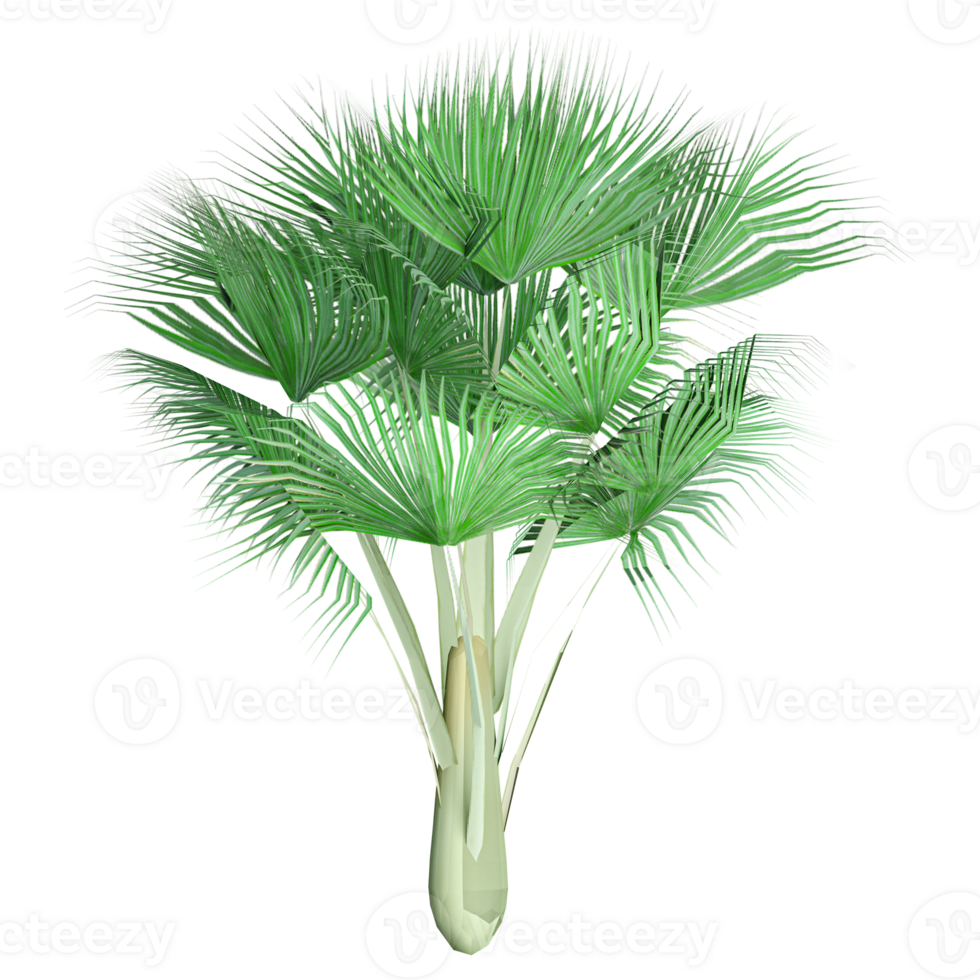 3D rendering of Rachycaprus tree in transparent canvas png