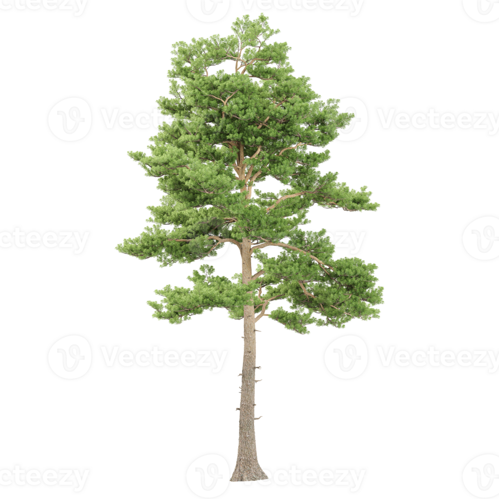collection of Pinus sylvestris Plant with realistic style png