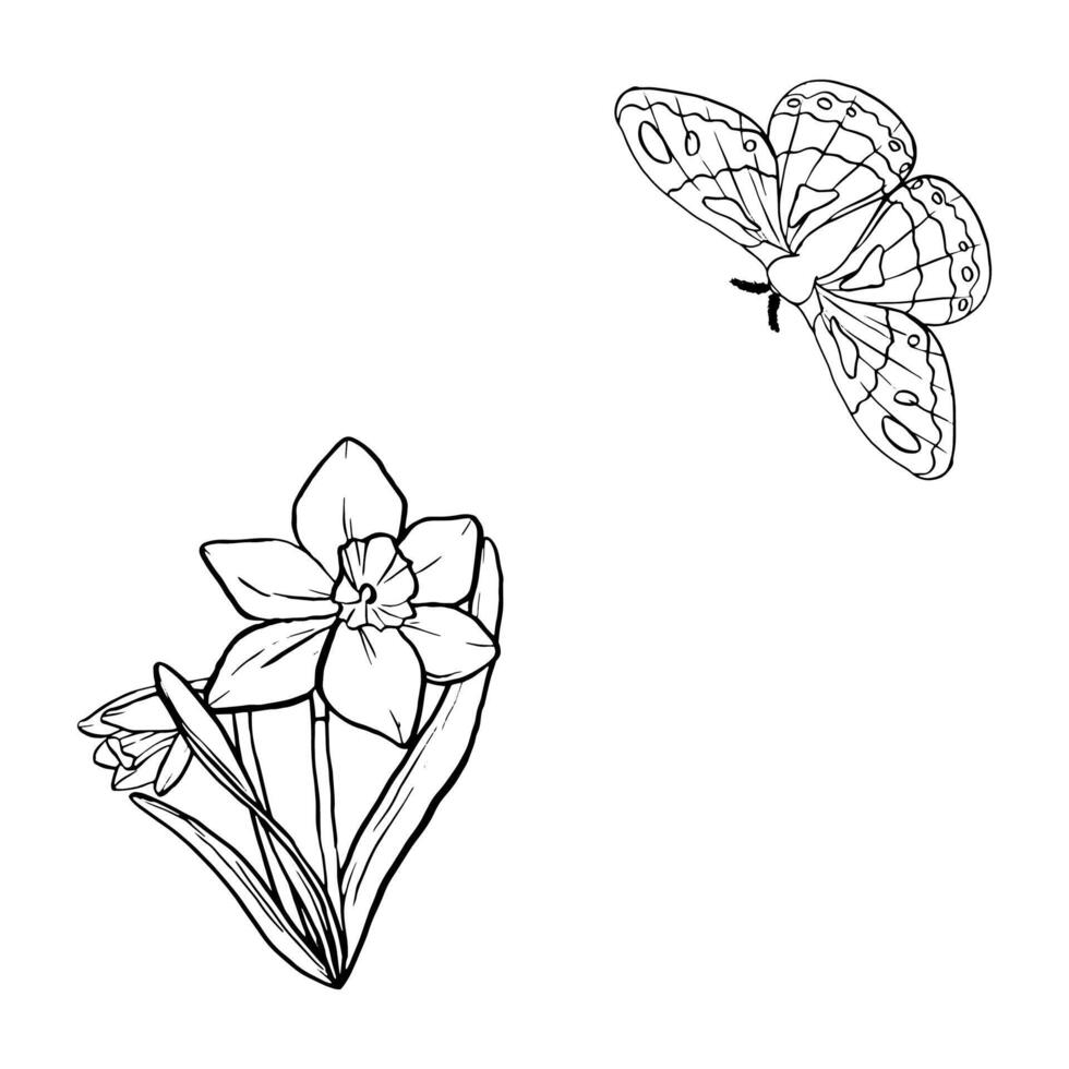 Black contour linear silhouette daffodil and moth, butterfly isolated on white background. simple flat graphic illustration flower. A simple line hand drawing plants for the design vector