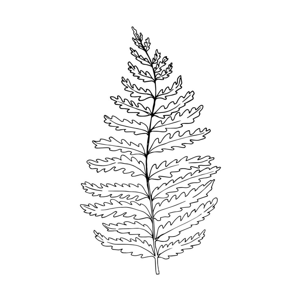 Hand drawn fern illustration. Outline sketch leaves of ferns. Black silhouette isolated prints of leaves on the white background vector