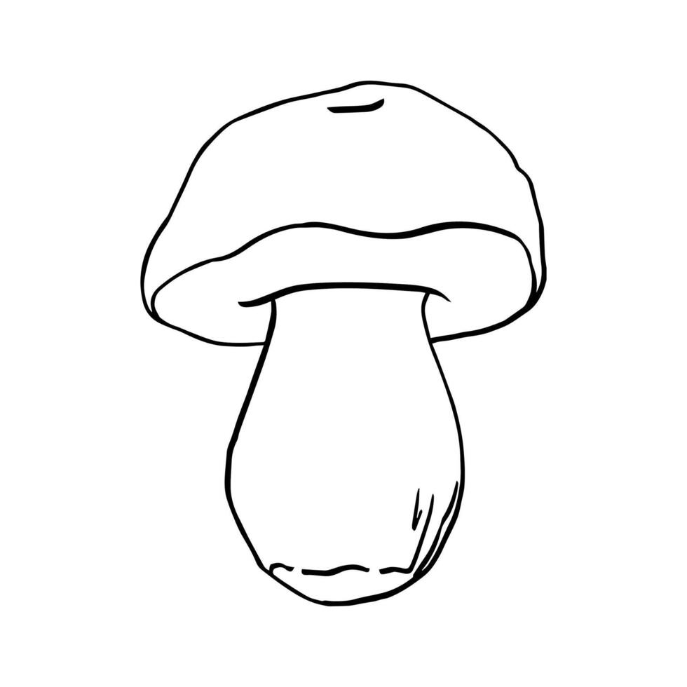 black line contour illustration mushroom drawn by hand, family of edible mushrooms. Simple flat graphic porcini clip art for the design. Line hand drawing wildlife clip art for print, fabric vector